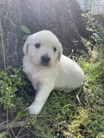 Rose, a female English Cream Golden Retriever for sale in Huntington, AR – Photo 2 of 10