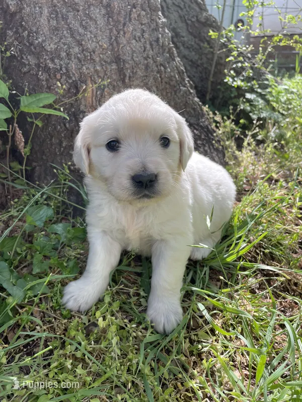 Rose, a female English Cream Golden Retriever for sale in Huntington, AR – Photo 1 of 10
