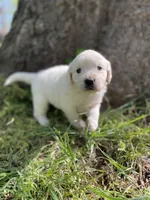 Rose, a female English Cream Golden Retriever for sale in Huntington, AR – Photo 10 of 10