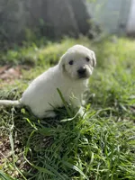 Rose, a female English Cream Golden Retriever for sale in Huntington, AR – Photo 8 of 10