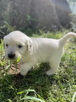 Rose, a female English Cream Golden Retriever for sale in Huntington, AR – Photo 7 of 10