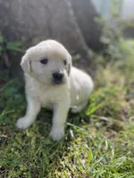 Rose, a female English Cream Golden Retriever for sale in Huntington, AR – Photo 5 of 10