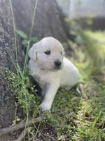 Rose, a female English Cream Golden Retriever for sale in Huntington, AR – Photo 4 of 10