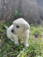 Rose, a female English Cream Golden Retriever for sale in Huntington, AR – Photo 9 of 10