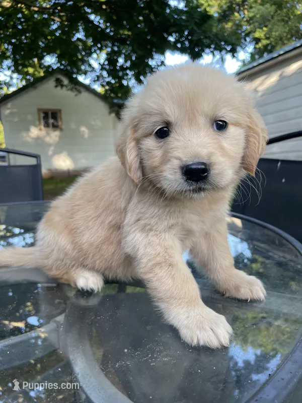 Violet  – Golden Retriever, English Cream Golden Retriever puppy for sale in Huntington, AR
