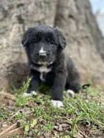 Rose, a female Golden Retriever and Labrador Retriever for sale in Huntington, AR – Photo 3 of 10