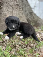Rose, a female Golden Retriever and Labrador Retriever for sale in Huntington, AR – Photo 5 of 10
