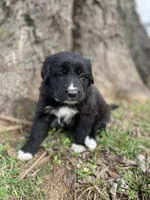 Rose, a female Golden Retriever and Labrador Retriever for sale in Huntington, AR – Photo 4 of 10