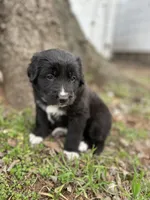 Rose, a female Golden Retriever and Labrador Retriever for sale in Huntington, AR – Photo 6 of 10