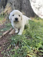 Lily, a female English Cream Golden Retriever for sale in Huntington, AR – Photo 8 of 10