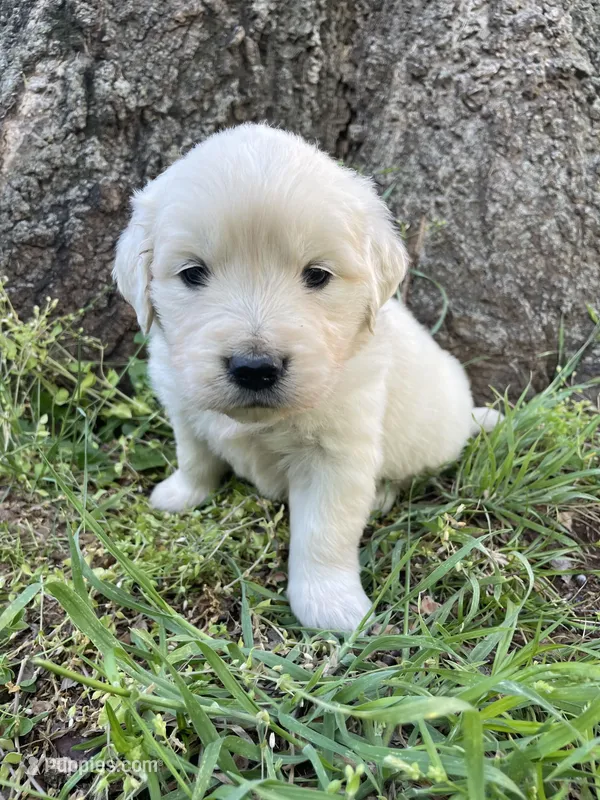 Lily – English Cream Golden Retriever puppy for sale in Huntington, AR