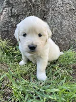 Lily, a female English Cream Golden Retriever for sale in Huntington, AR – Photo 1 of 10