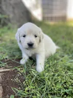 Lily, a female English Cream Golden Retriever for sale in Huntington, AR – Photo 5 of 10
