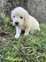 Lily, a female English Cream Golden Retriever for sale in Huntington, AR – Photo 9 of 10