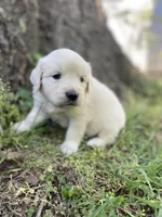 Lily, a female English Cream Golden Retriever for sale in Huntington, AR – Photo 3 of 10