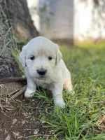 Lily, a female English Cream Golden Retriever for sale in Huntington, AR – Photo 6 of 10