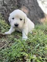 Lily, a female English Cream Golden Retriever for sale in Huntington, AR – Photo 7 of 10