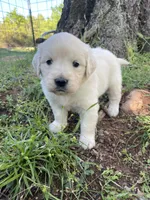 Lily, a female English Cream Golden Retriever for sale in Huntington, AR – Photo 2 of 10