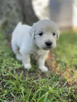 Lily, a female English Cream Golden Retriever for sale in Huntington, AR – Photo 4 of 10