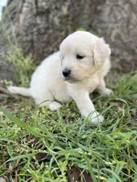 Lily, a female English Cream Golden Retriever for sale in Huntington, AR – Photo 10 of 10