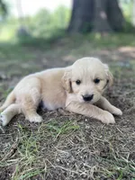 Flame, a male Golden Retriever and English Cream Golden Retriever for sale in Huntington, AR – 2 of 10