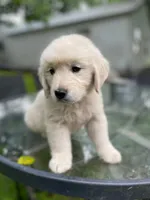 Oakley, a male English Cream Golden Retriever for sale in Huntington, AR – 9 of 10