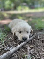 Oakley , a male Golden Retriever and English Cream Golden Retriever for sale in Huntington, AR – 9 of 10