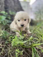 Juniper, a male Golden Retriever and English Cream Golden Retriever for sale in Huntington, AR – 4 of 10