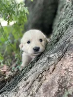 Daisy, a female Golden Retriever and English Cream Golden Retriever for sale in Huntington, AR – 6 of 10