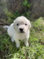  Violet, a female English Cream Golden Retriever for sale in Huntington, AR – Photo 7 of 10