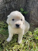  Violet, a female English Cream Golden Retriever for sale in Huntington, AR – Photo 2 of 10