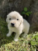  Violet, a female English Cream Golden Retriever for sale in Huntington, AR – Photo 9 of 10