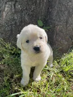  Violet, a female English Cream Golden Retriever for sale in Huntington, AR – Photo 3 of 10