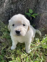  Violet, a female English Cream Golden Retriever for sale in Huntington, AR – Photo 8 of 10