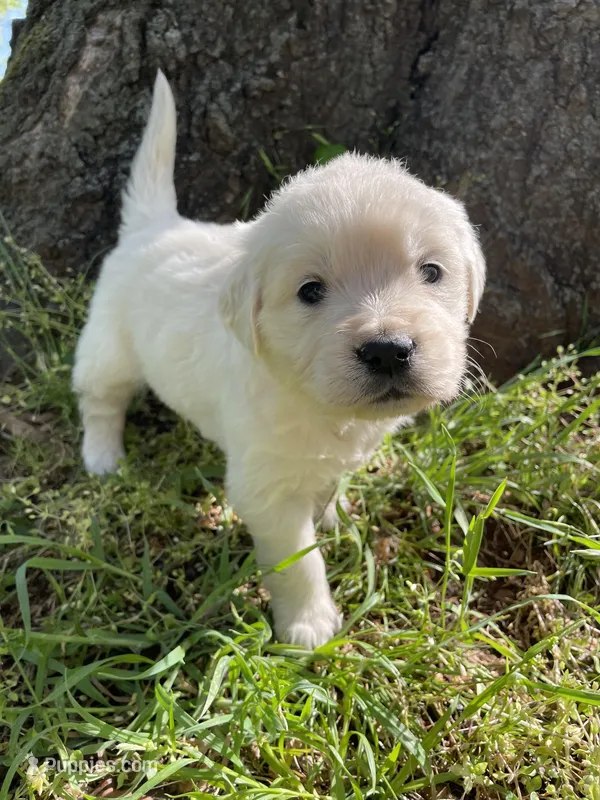  Violet – English Cream Golden Retriever puppy for sale in Huntington, AR