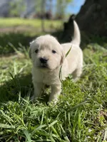  Violet, a female English Cream Golden Retriever for sale in Huntington, AR – Photo 4 of 10