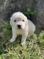  Violet, a female English Cream Golden Retriever for sale in Huntington, AR – Photo 5 of 10