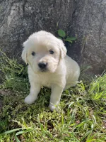  Violet, a female English Cream Golden Retriever for sale in Huntington, AR – Photo 6 of 10