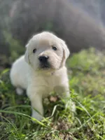  Violet, a female English Cream Golden Retriever for sale in Huntington, AR – Photo 10 of 10