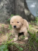Violet , a female Golden Retriever and English Cream Golden Retriever for sale in Huntington, AR – 8 of 10