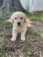 Oakley , a male Golden Retriever and English Cream Golden Retriever for sale in Huntington, AR – 4 of 10