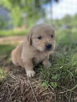 Violet , a female Golden Retriever and English Cream Golden Retriever for sale in Huntington, AR – 7 of 10