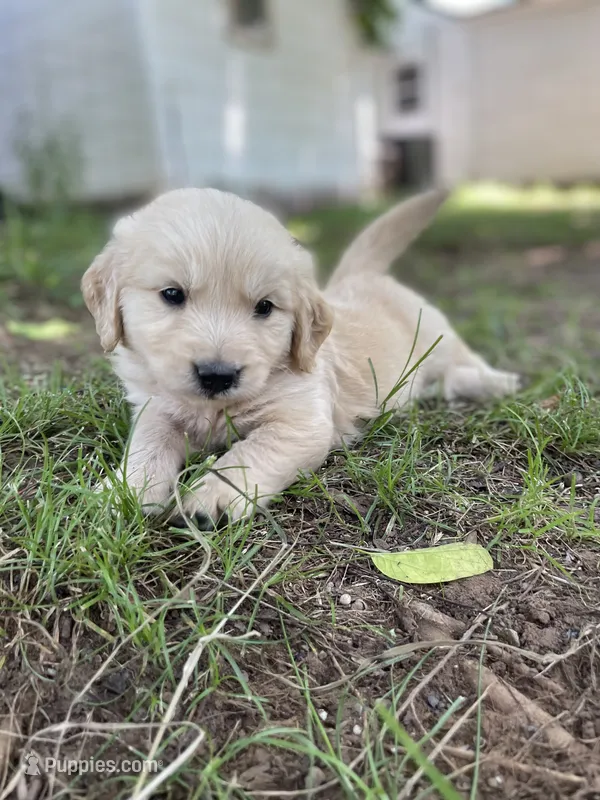 Oakley  – Golden Retriever, English Cream Golden Retriever puppy for sale in Huntington, AR