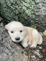 Daisy, a female Golden Retriever and English Cream Golden Retriever for sale in Huntington, AR – 4 of 10