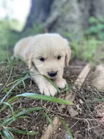 Oakley , a male Golden Retriever and English Cream Golden Retriever for sale in Huntington, AR – 5 of 10