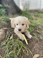 Aspen, a male Golden Retriever and English Cream Golden Retriever for sale in Huntington, AR – 5 of 10