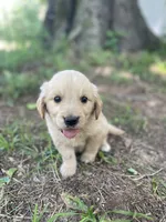 Flame, a male Golden Retriever and English Cream Golden Retriever for sale in Huntington, AR – 5 of 10