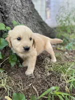 Flame, a male Golden Retriever and English Cream Golden Retriever for sale in Huntington, AR – 6 of 10