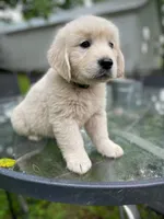 Oakley, a male English Cream Golden Retriever for sale in Huntington, AR – 7 of 10