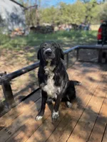 Shadow , a male Golden Retriever and Labrador Retriever for sale in Huntington, AR – 6 of 8